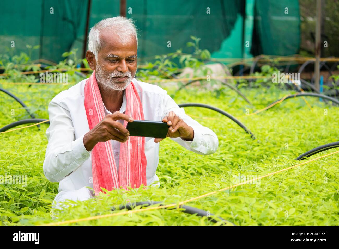 Coltivatore che cattura le foto delle seghe di raccolto o delle piante a serra o polyhouse per controllare circa gowth di pianta o peste su Internet - concetto di coltivatore che usa Foto Stock