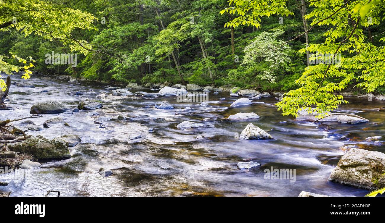 Il fiume nero scorre attraverso una lussureggiante foresta, la contea di Hunterdon, il New Jersey, Stati Uniti Foto Stock