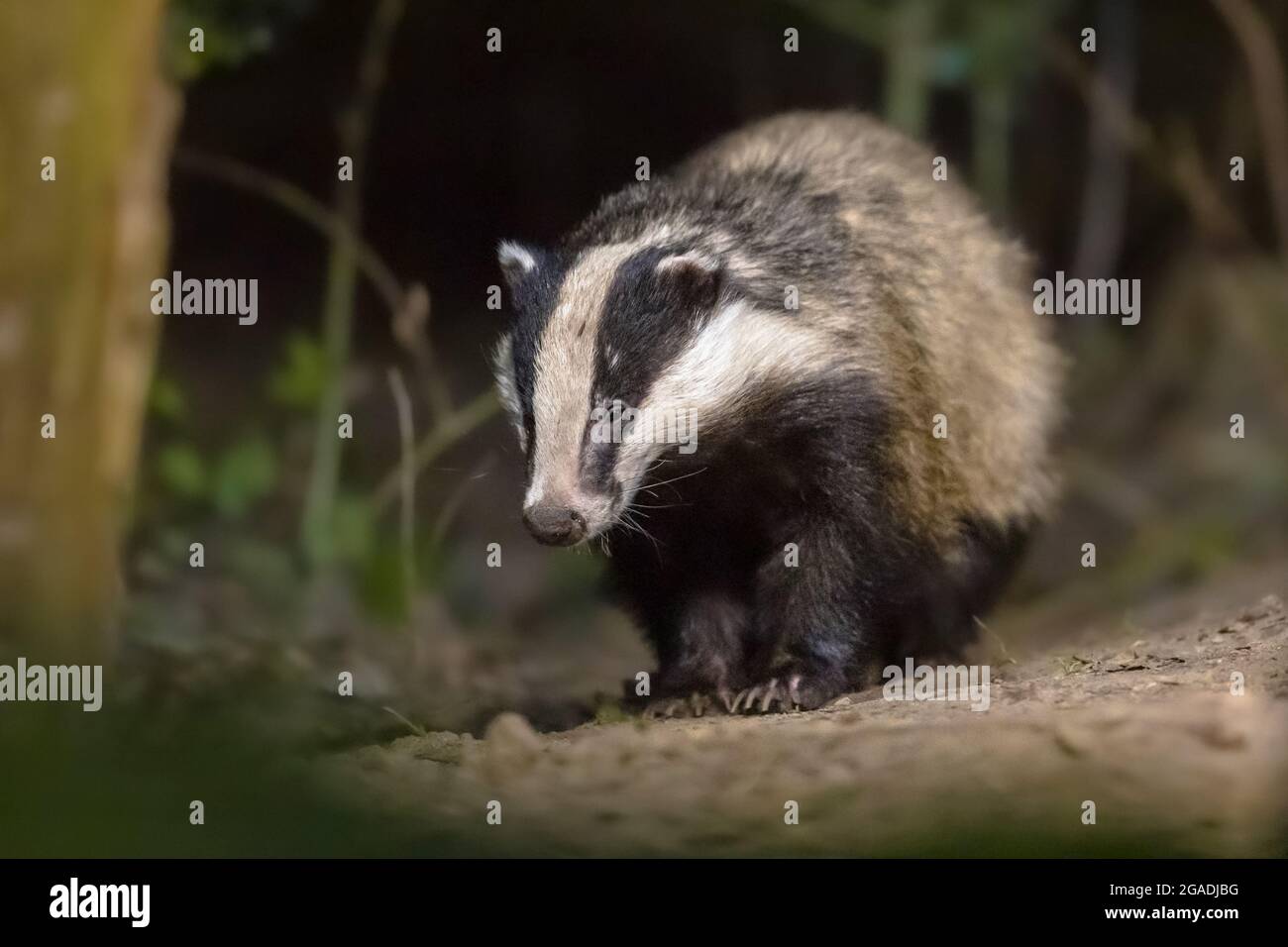 European Badger (Meles meles) camminare nella foresta di notte. Drenthe, Paesi Bassi. Fauna selvatica scena della natura in Europa. Foto Stock