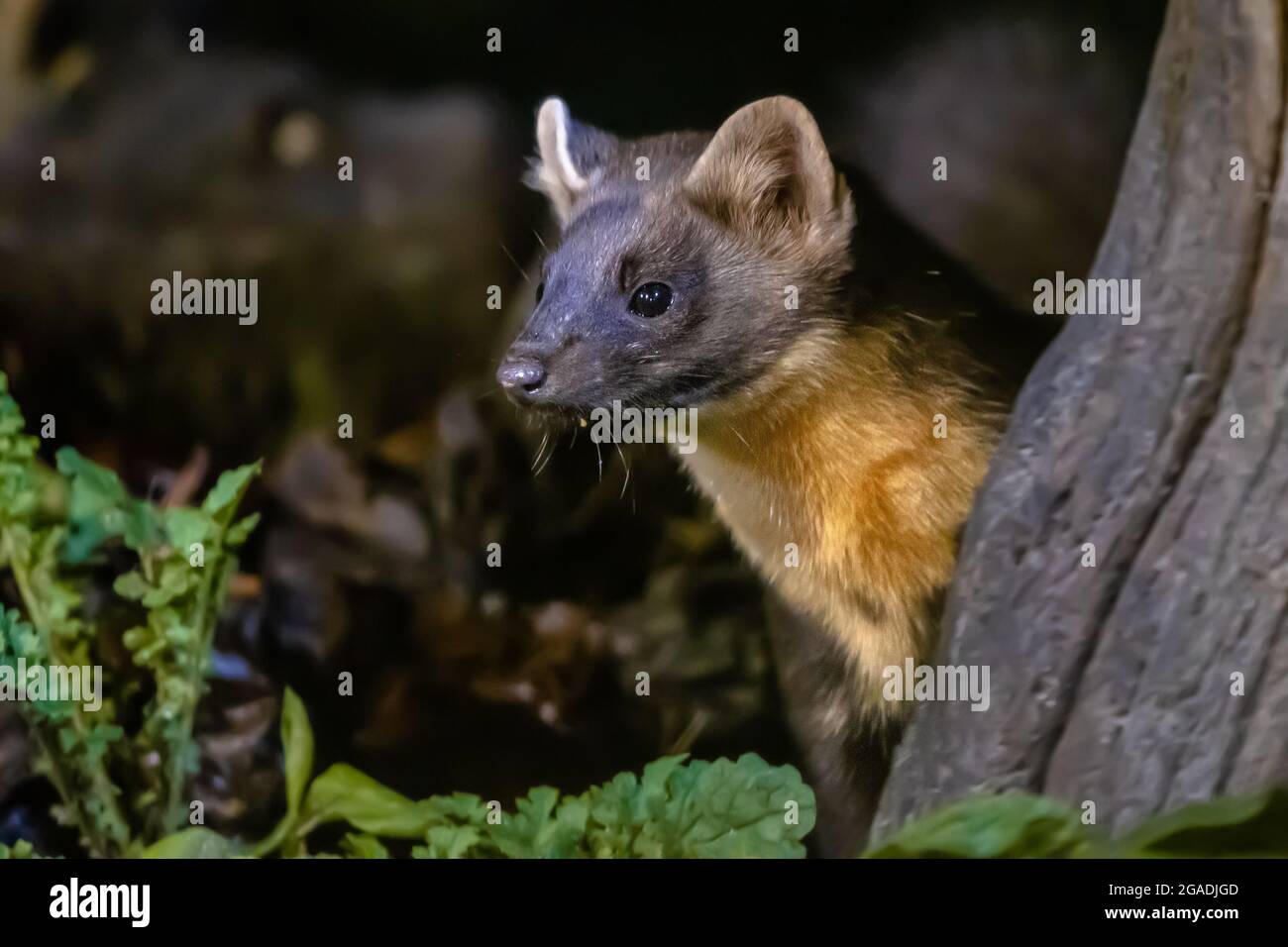 Ritratto di martora di pino (Martes Martes) in circostanze buie in una foresta di notte. Fauna selvatica scena della natura in Europa. Foto Stock