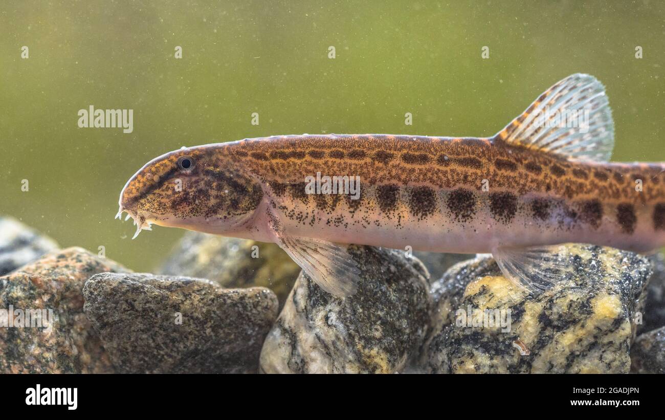 Il loach spinoso (Cobitis taenia) è un pesce d'acqua dolce in Europa. È anche conosciuto come loach d'acqua dolce macchiato. Si trova in acqua ricca di ossigeno dei fiumi Foto Stock