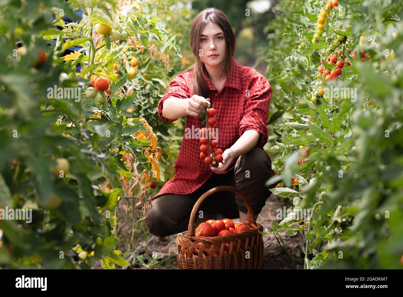 Giovane donna in serra che raccoglie alcuni pomodori rossi Foto Stock