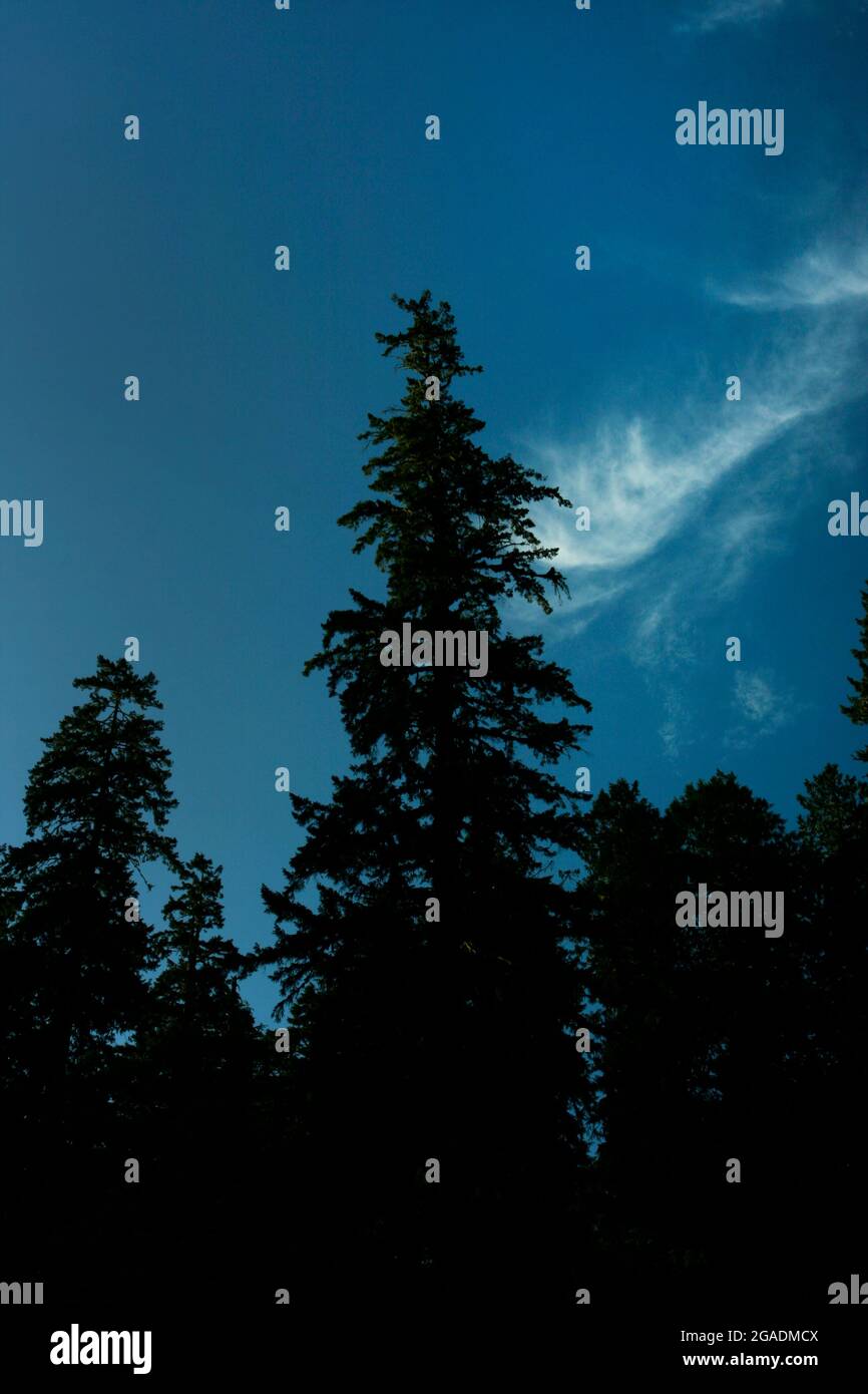 Un'immagine esterna di una foresta pluviale del Pacifico nord-occidentale con vecchi alberi di abete Douglas in crescita Foto Stock