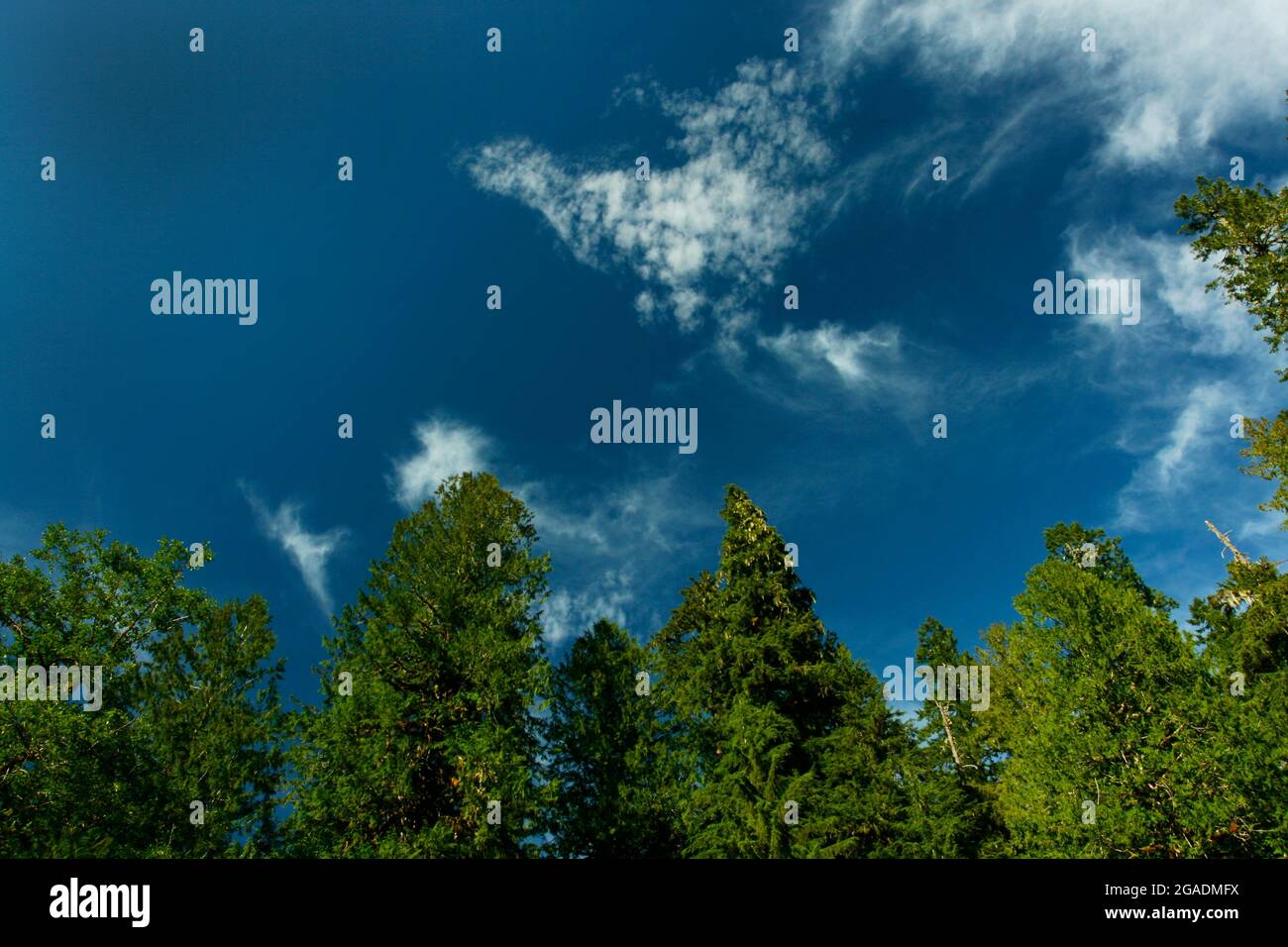 Un'immagine esterna di una foresta pluviale del Pacifico nord-occidentale con vecchi alberi di abete Douglas in crescita Foto Stock
