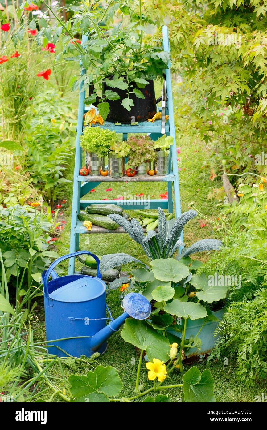 Piante vegetali e prodotti disposti su una scala in un giardino di verdure - kale, squash, pomodoro, lattuga piante con cetrioli, zucchine e fave. REGNO UNITO Foto Stock