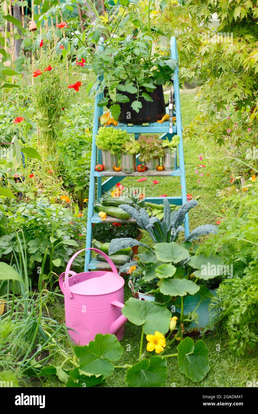 Piante vegetali e prodotti disposti su una scala in un giardino di verdure - kale, squash, pomodoro, lattuga piante con cetrioli, zucchine e fave. REGNO UNITO Foto Stock
