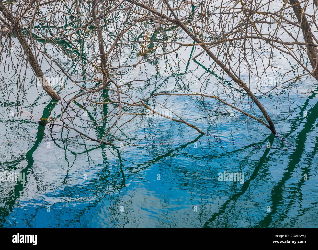 Alberi e i suoi riflessi sull'acqua. Foto Stock