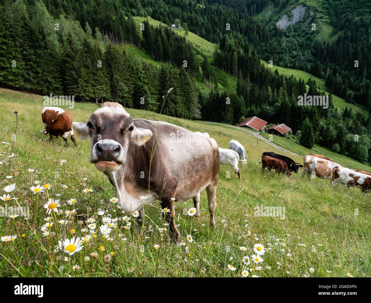 Bestiame grigio tirolese che pascolano su un pascolo montano stagionale nelle Alpi della regione di Pongau in Austria Foto Stock