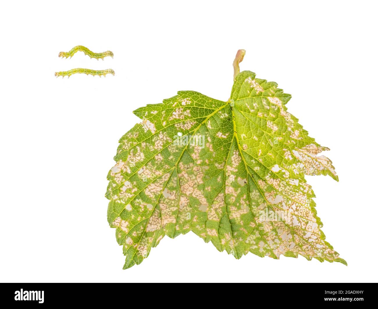 Tinte angolari Moth caterpillar - Phlogophora meticolosa - e il conseguente danno su cespuglio di ribes nero. Foto Stock