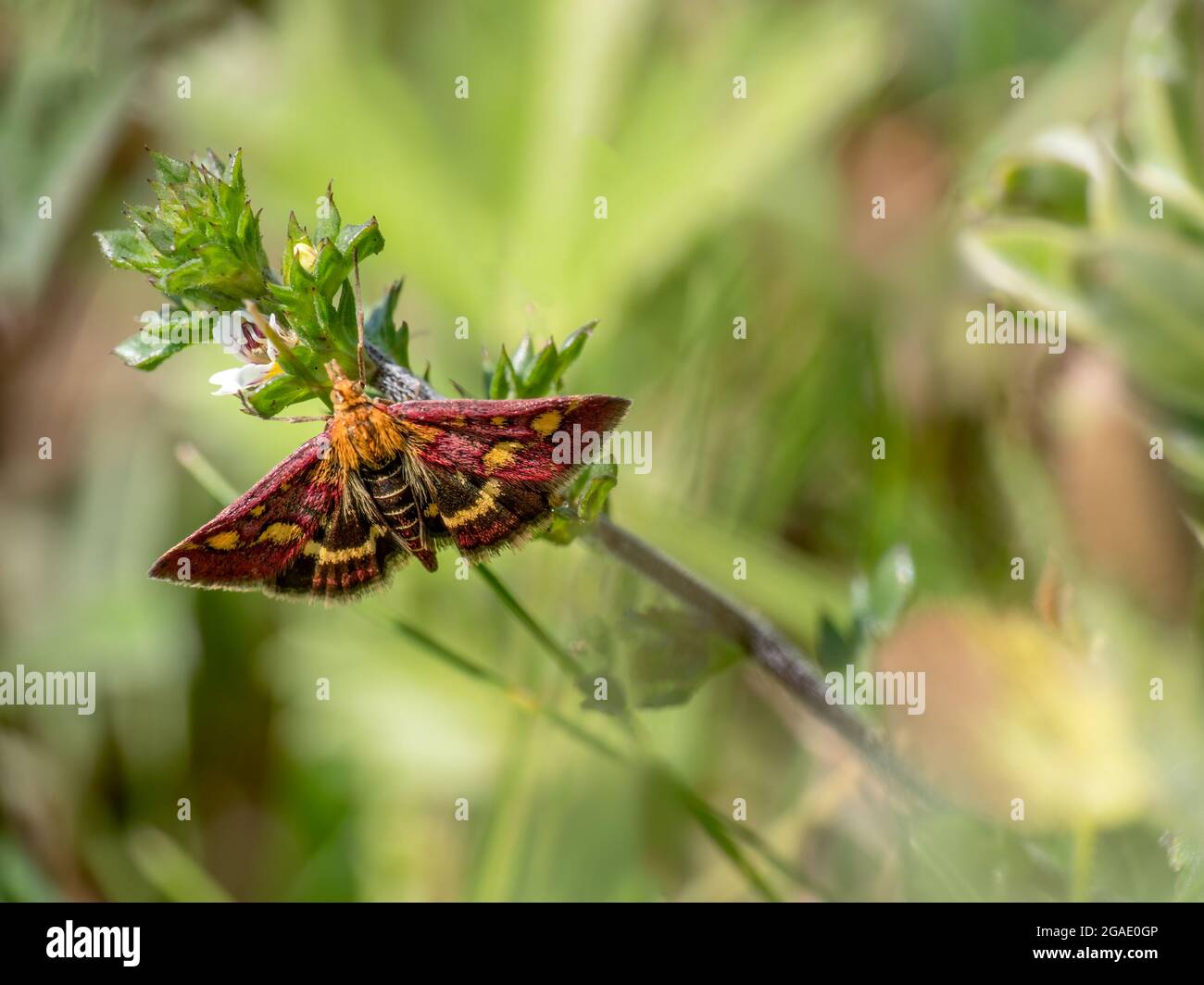 Mint Moth aka Pyraosta puralis trovato Devon, Regno Unito. Foto Stock