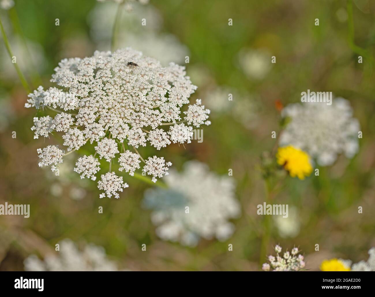 Carota selvatica fiorente, carota di Daucus Foto Stock