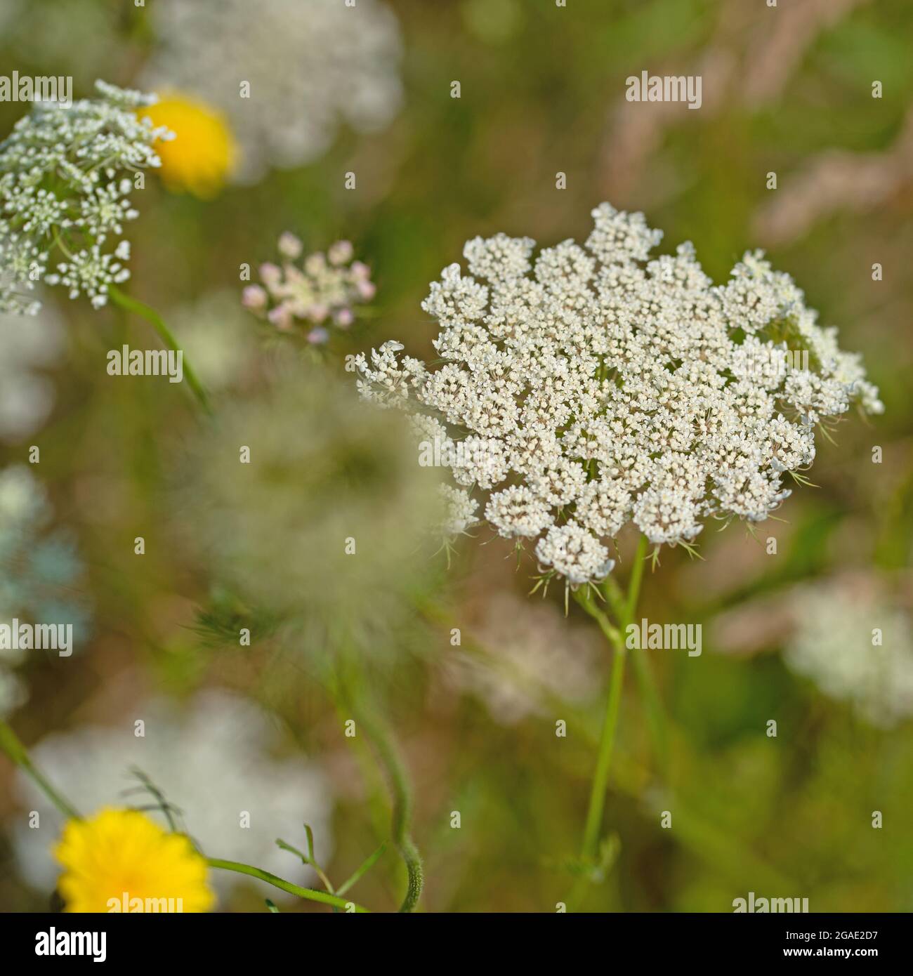 Carota selvatica fiorente, carota di Daucus Foto Stock