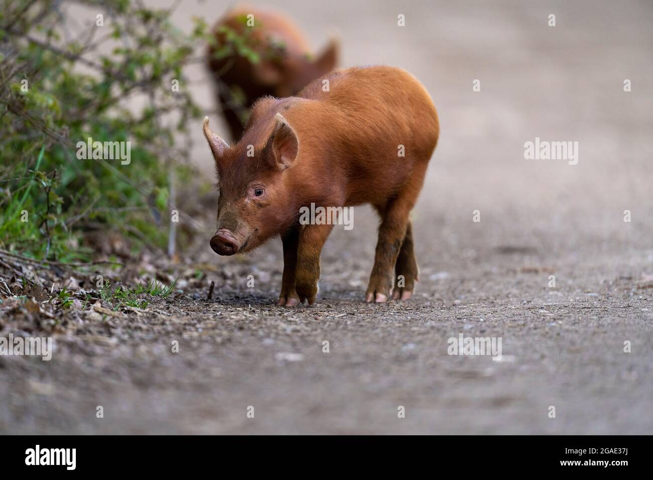 Tamworth suinetti-Sus scrofa domesticus. Foto Stock