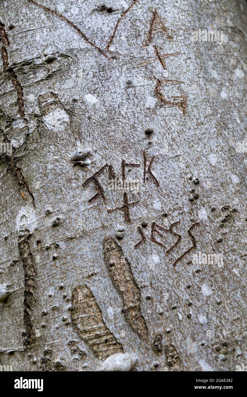 Iniziali degli amanti scolpite sul tronco di un albero, Durham, Regno Unito. Foto Stock