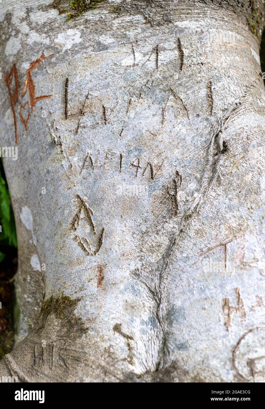 Iniziali degli amanti scolpite sul tronco di un albero, Durham, Regno Unito. Foto Stock