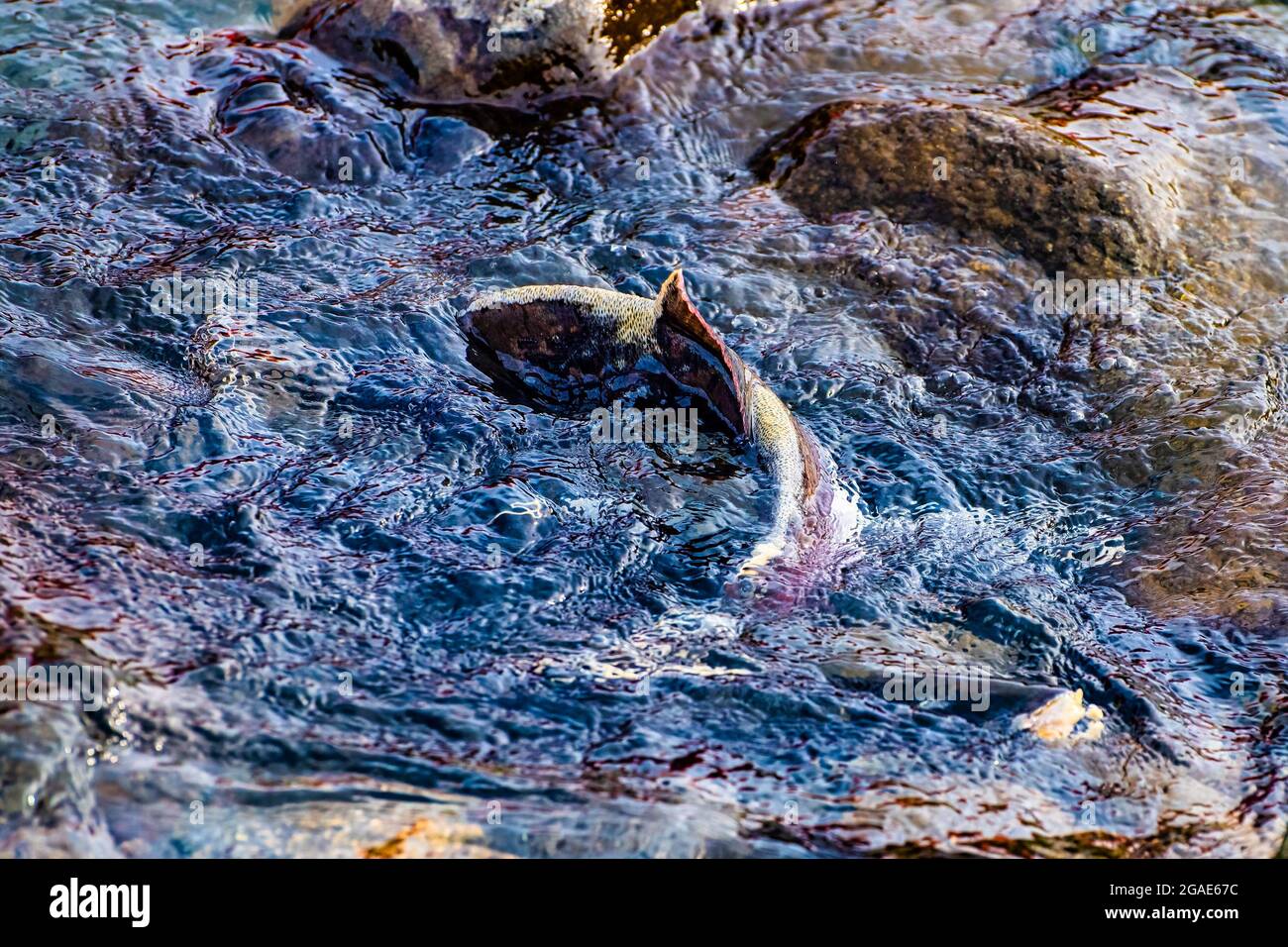 Salmon nuotare a monte per la generazione lungo il fiume Rausu, Hokkaido Island, Giappone Foto Stock