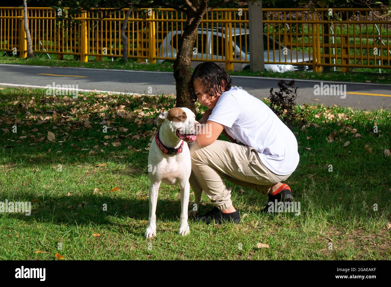 Medellin, Antioquia, Colombia - Luglio 23 2021: Giovane latino che pettina un cane americano Pitbull Terrier nel Parco pubblico Foto Stock
