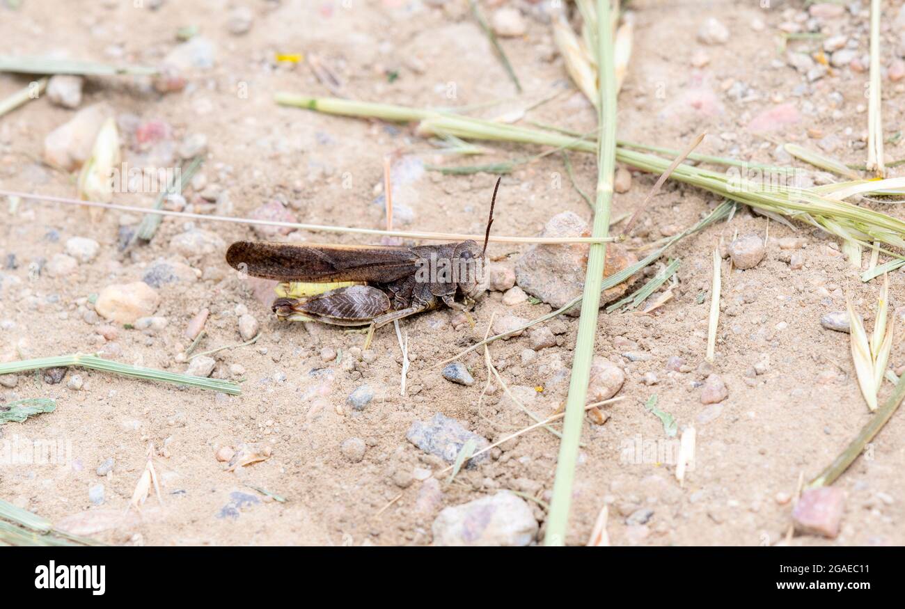 Un Rangeland Grasshopper alato a Speckle (Arphia conssola) appollaiato a terra Foto Stock