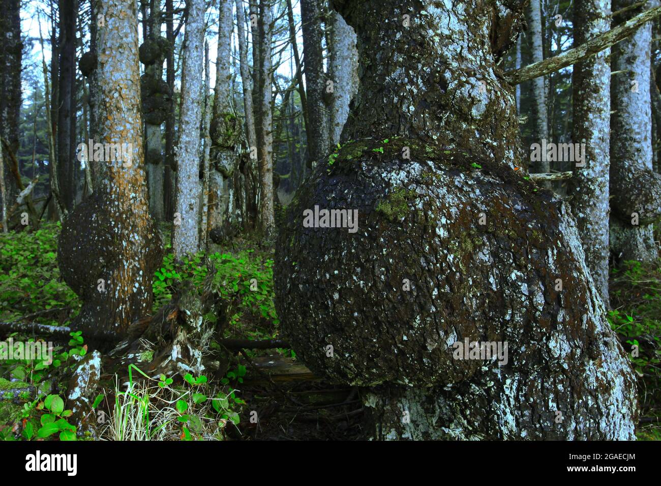 Una foto esterna di una foresta pluviale del Pacifico nord-occidentale con alberi di abete Sitka Foto Stock