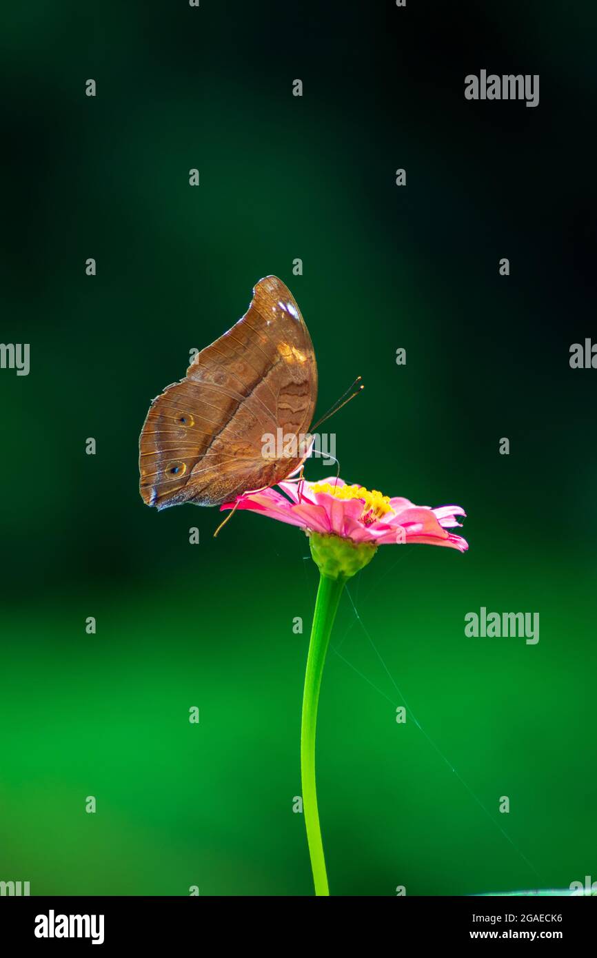 farfalla e fiori estivi luminosi su uno sfondo di verde blu in un giardino di fata Foto Stock