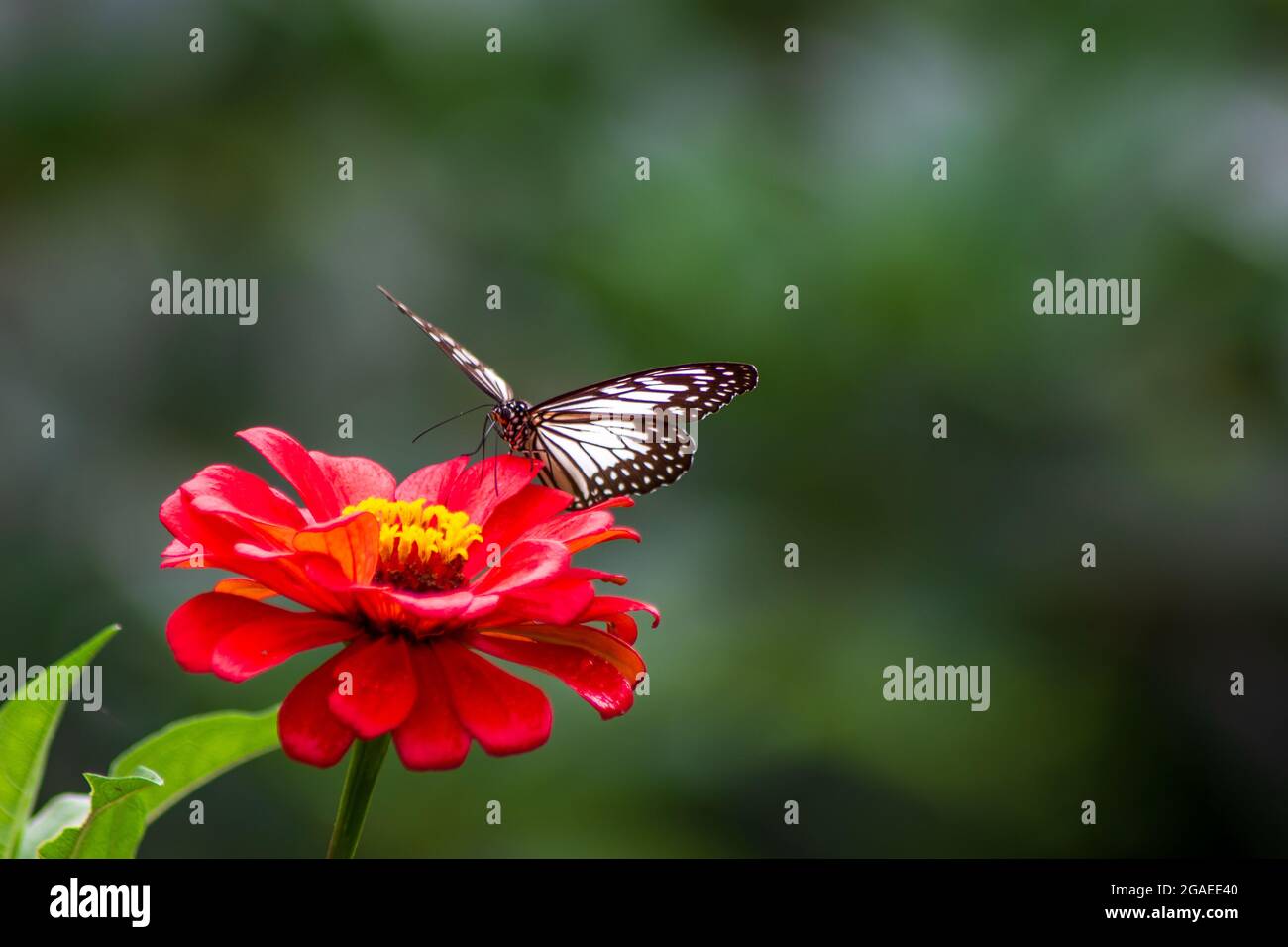 farfalla e fiori estivi luminosi su uno sfondo di verde blu in un giardino di fata Foto Stock