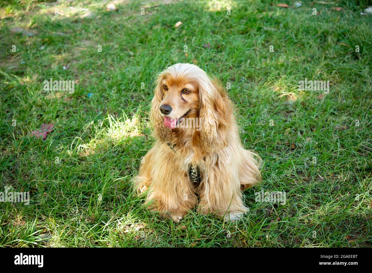 Cocker Mongrel cane è felice nel Giardino pubblico, a Medellin, Colombia Foto Stock