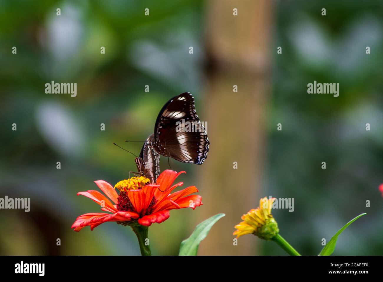 farfalla e fiori estivi luminosi su uno sfondo di verde blu in un giardino di fata Foto Stock