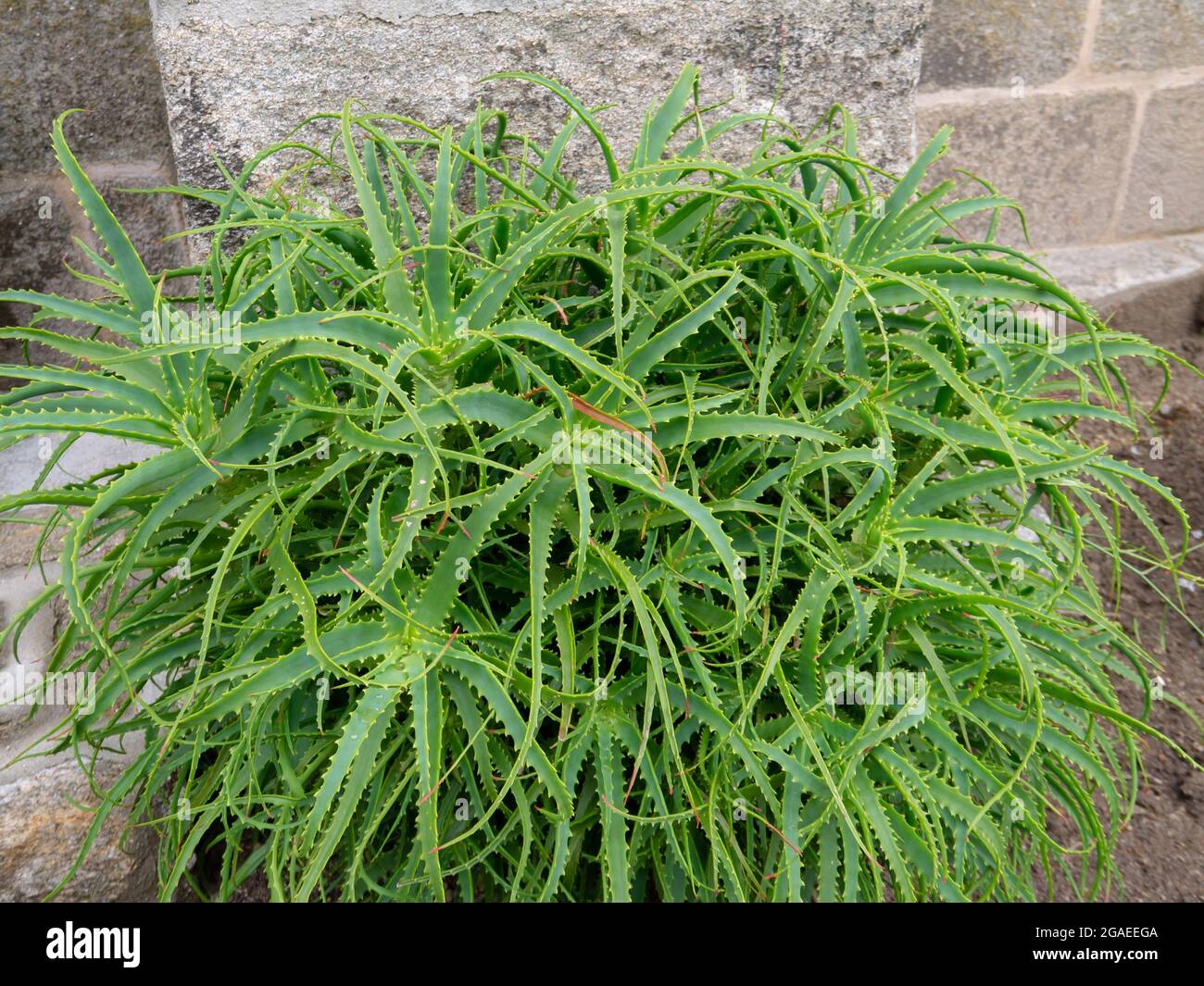 Aloe arborescens pianta succulente. Krantz o candelabro aloe. Foto Stock