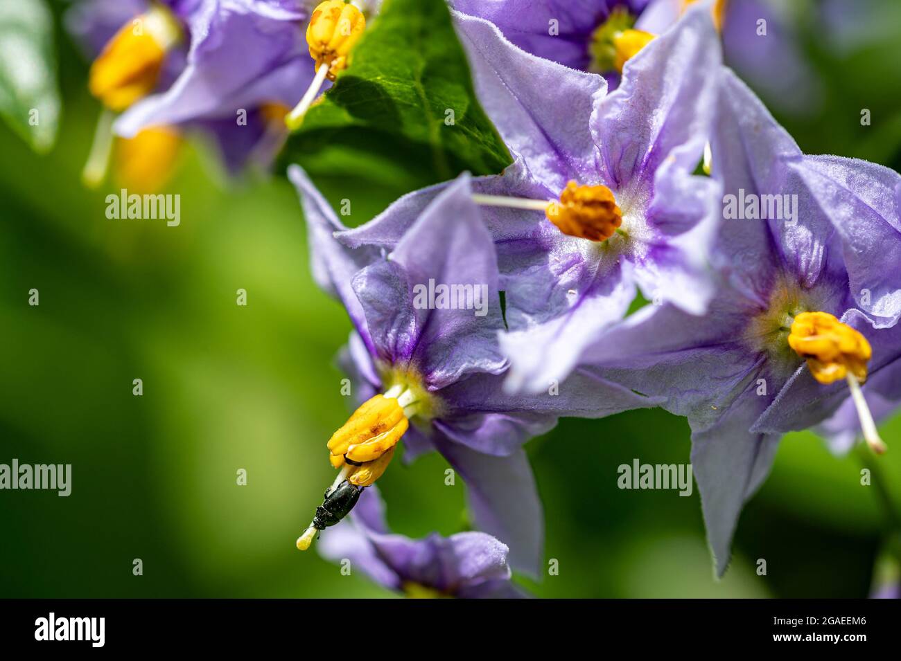 Solanum crispum glasnevin, albero di patata cileno Foto Stock
