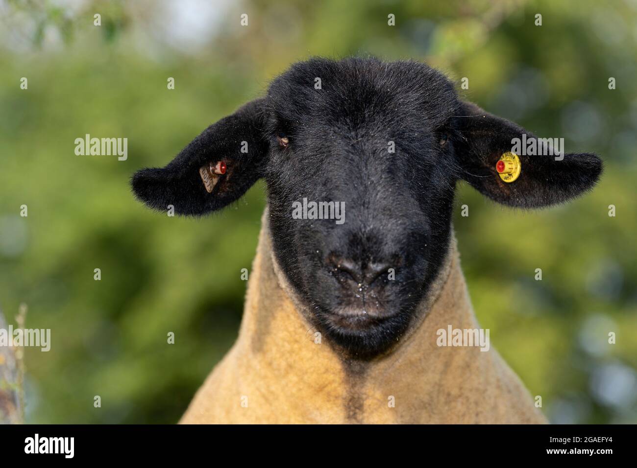 Primo piano di una faccia di un pedigree Suffolk ewe. North Yorkshire, Regno Unito. Foto Stock