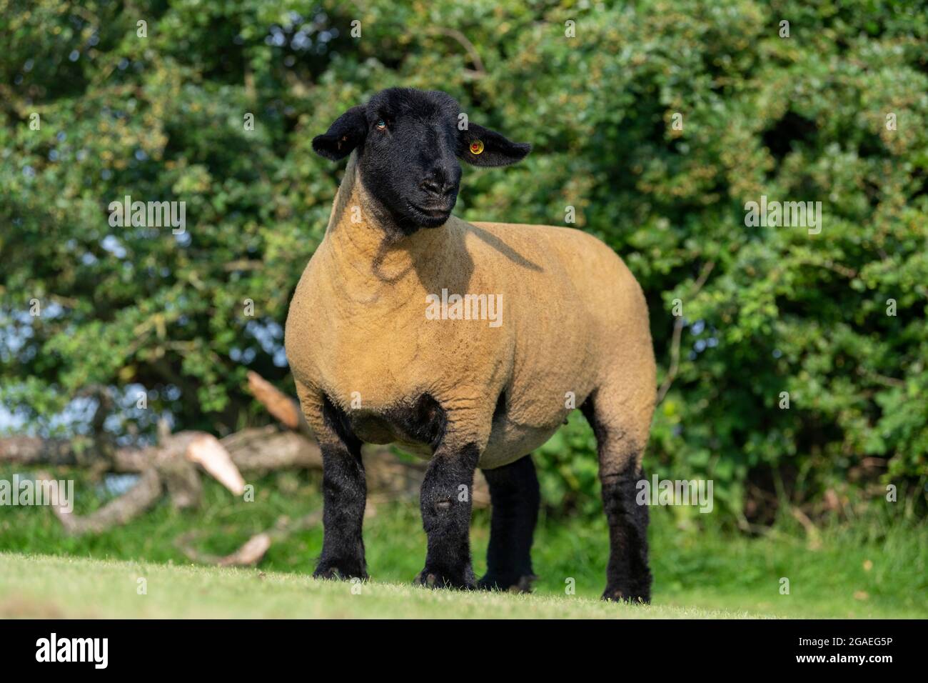 Premiati i premi Pedigree Suffolk Gimmer Shearling, North Yorkshire, UK Foto Stock