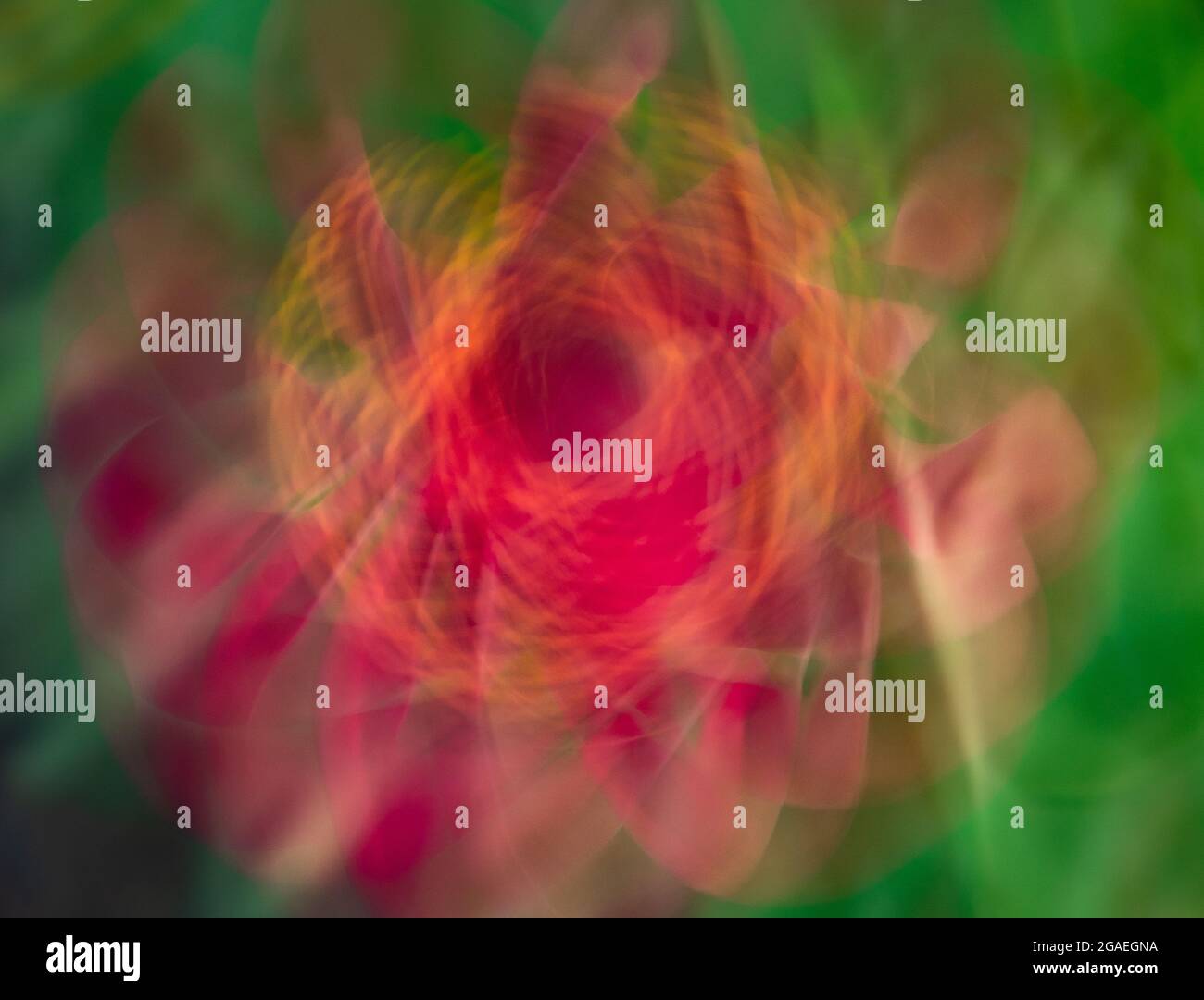 Movimento intenzionale della telecamera - Zinnia Foto Stock