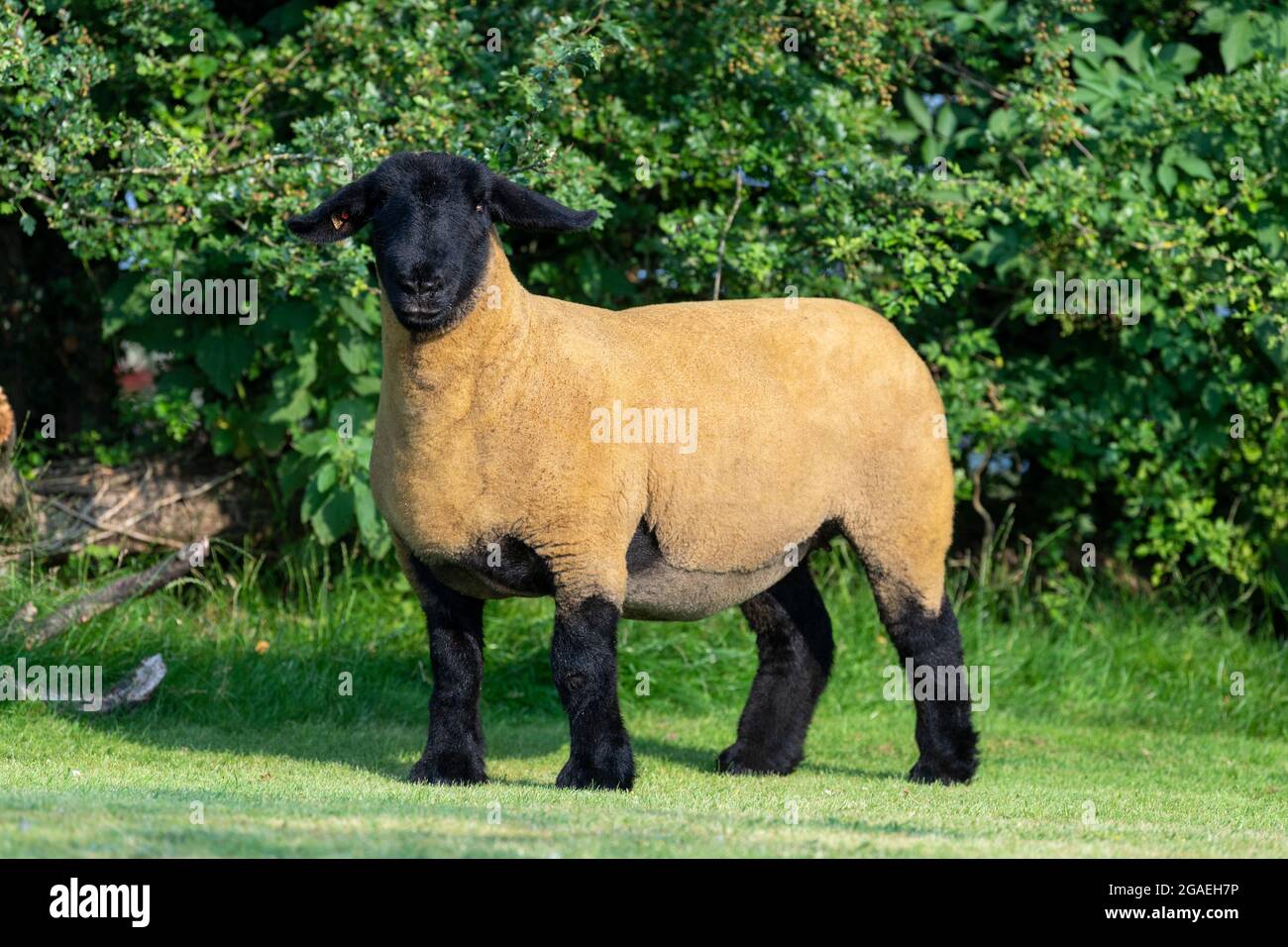 Premiati i premi Pedigree Suffolk Gimmer Shearling, North Yorkshire, UK Foto Stock