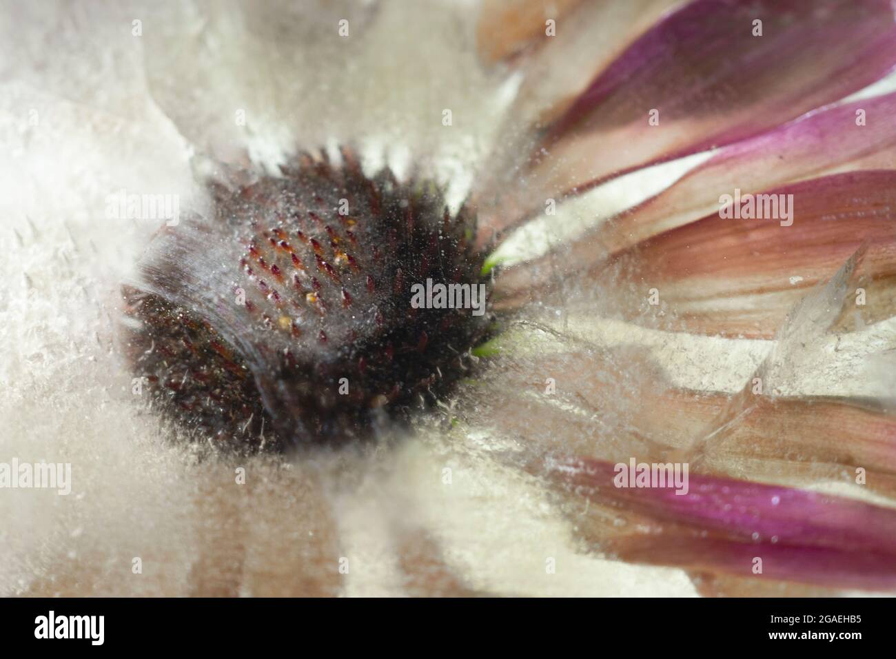 Fiori congelati in ghiaccio Foto Stock