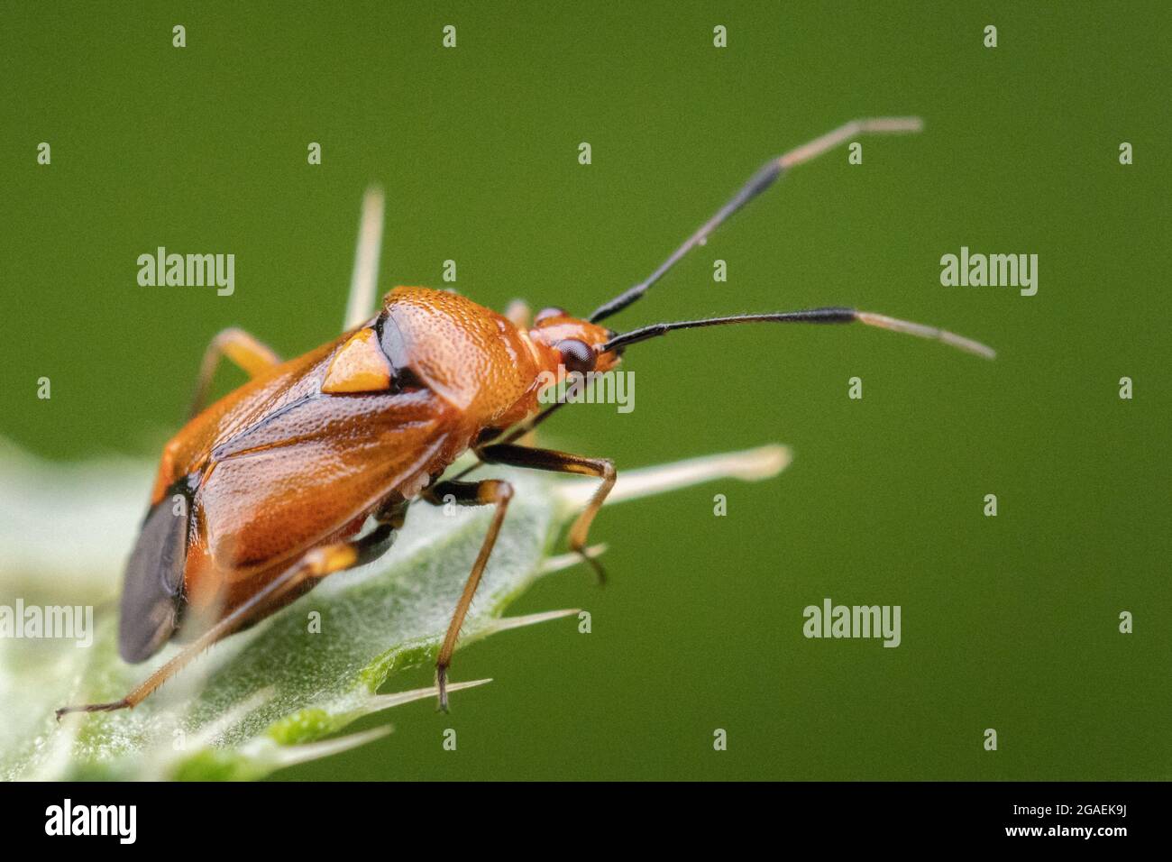 Deraeocoris ruber, Miridae - lucente bug di piante arancioni arroccato su un thistle, fauna selvatica del Regno Unito Foto Stock