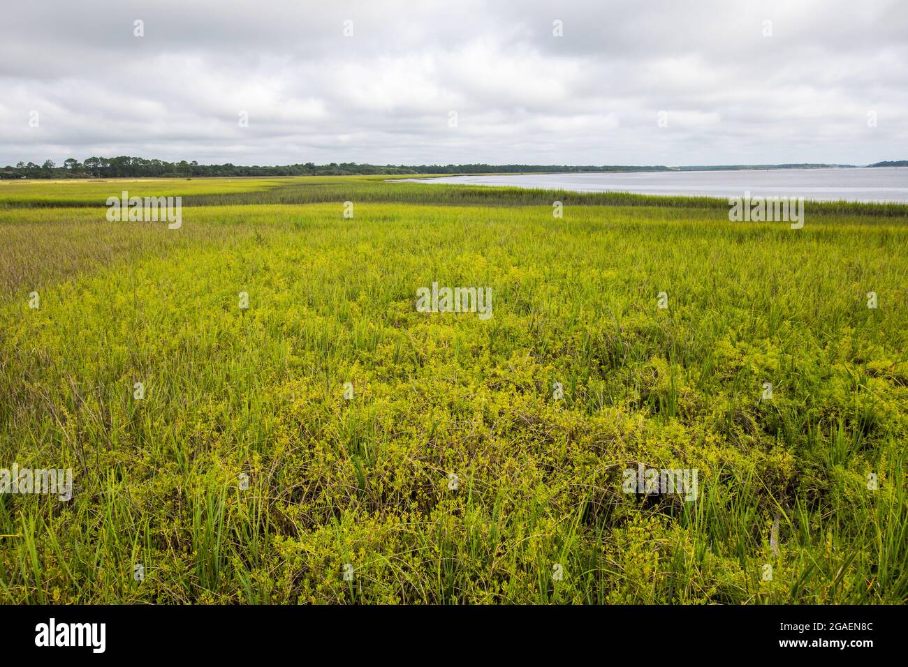 L'erba palustre al limitare dell'acqua del fiume Tolomato Foto Stock
