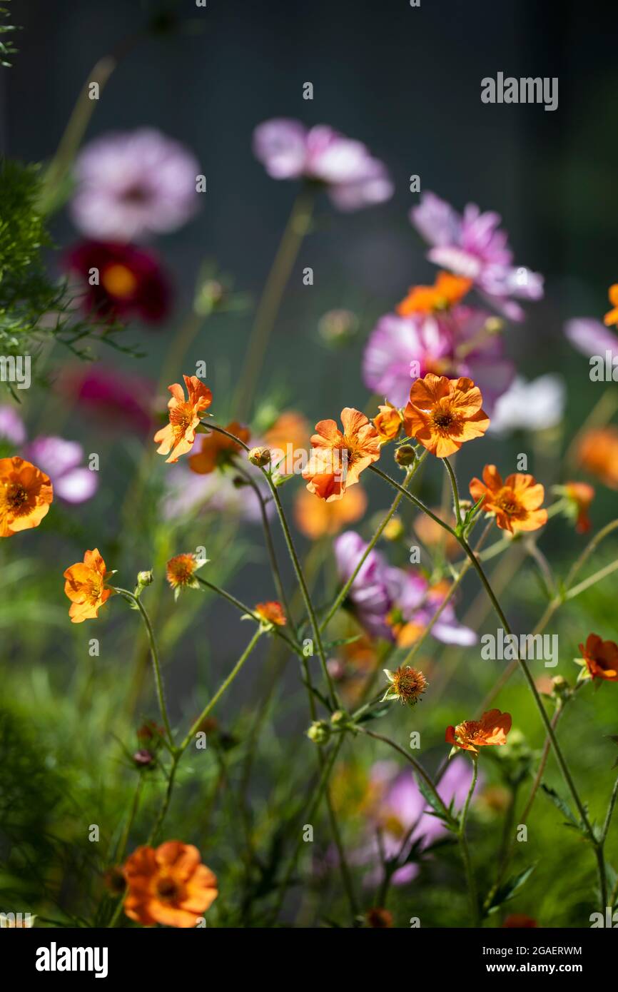 Fiore confine a metà estate con geum e cosmo Foto Stock