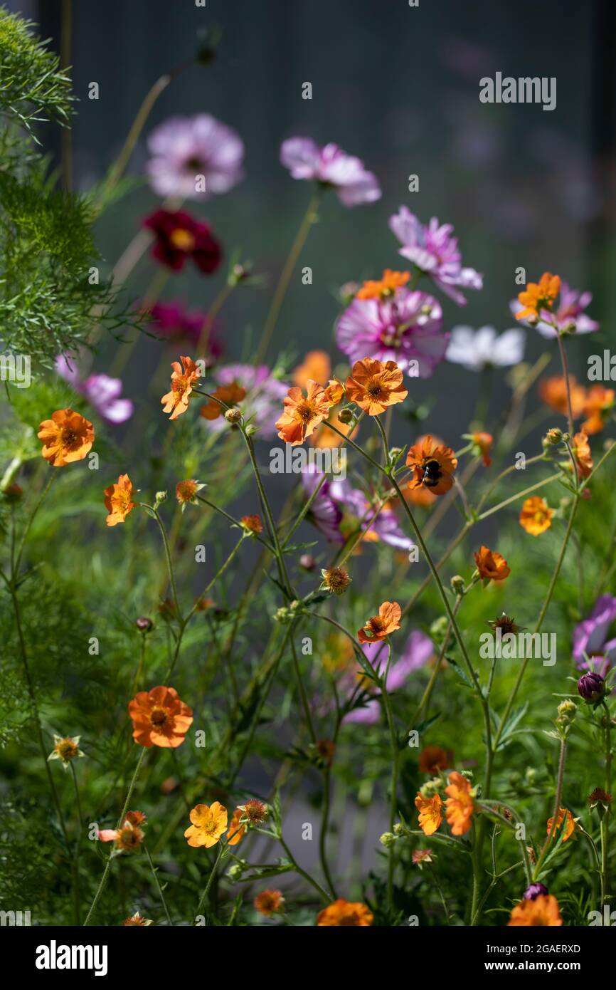 Fiore confine a metà estate con geum e cosmo Foto Stock