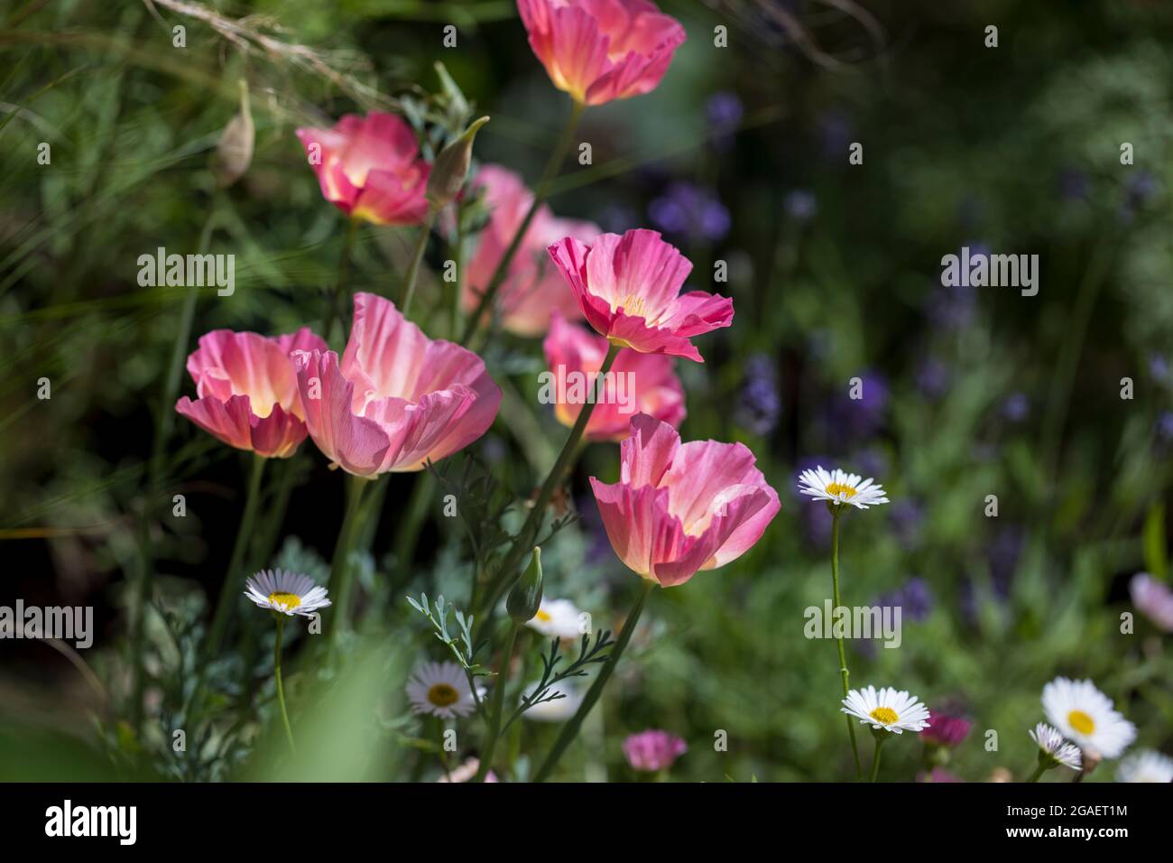 Fiore confine a metà estate con geum e cosmo Foto Stock