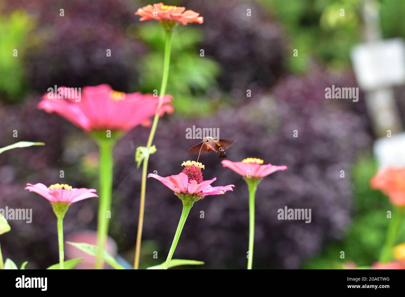 Una farfalla monarca con ali larghe aperte su un fiore giallo di andellio con fondo d'erba. Foto Stock