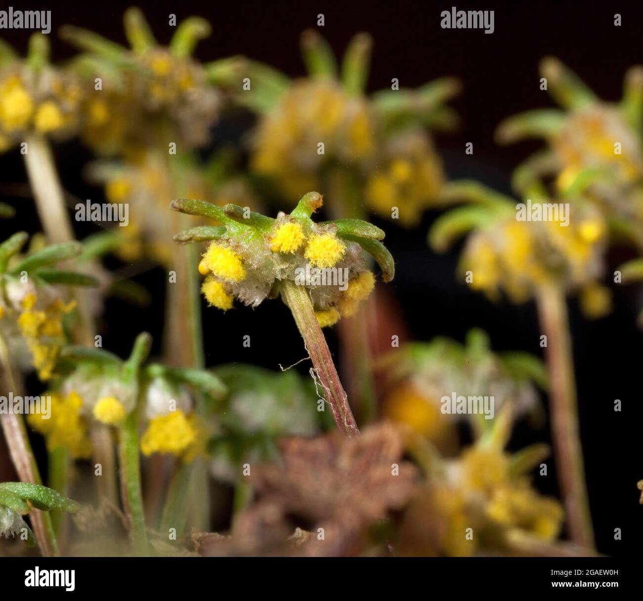 Femmina, marchantia liverwort briofita, fruttiferi corpi disperdenti spore Foto Stock