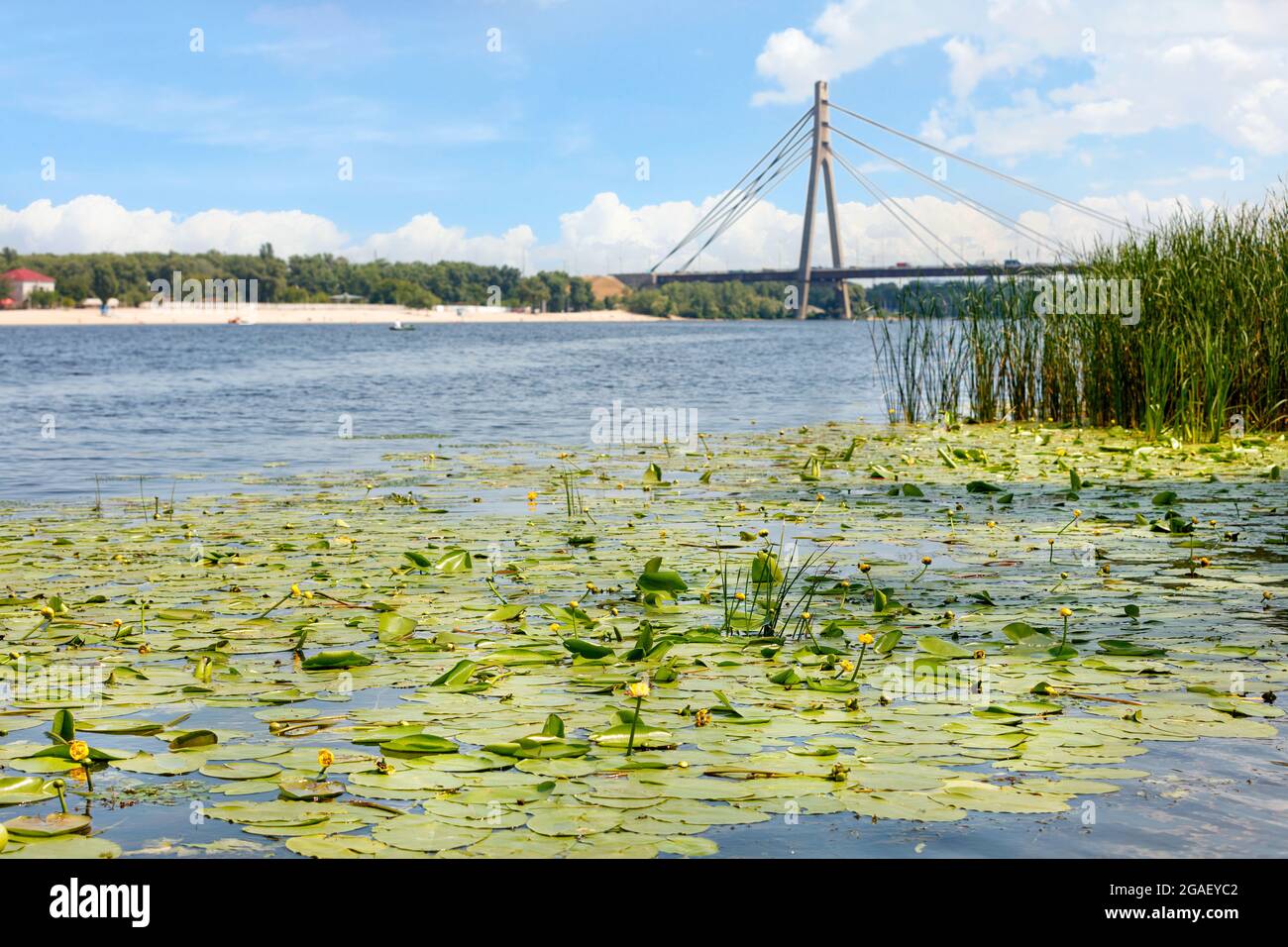 Fitte di gigli d'acqua gialli e canne vicino alla riva del fiume in un paesaggio estivo sullo sfondo del Ponte Nord a Kiev. Foto Stock
