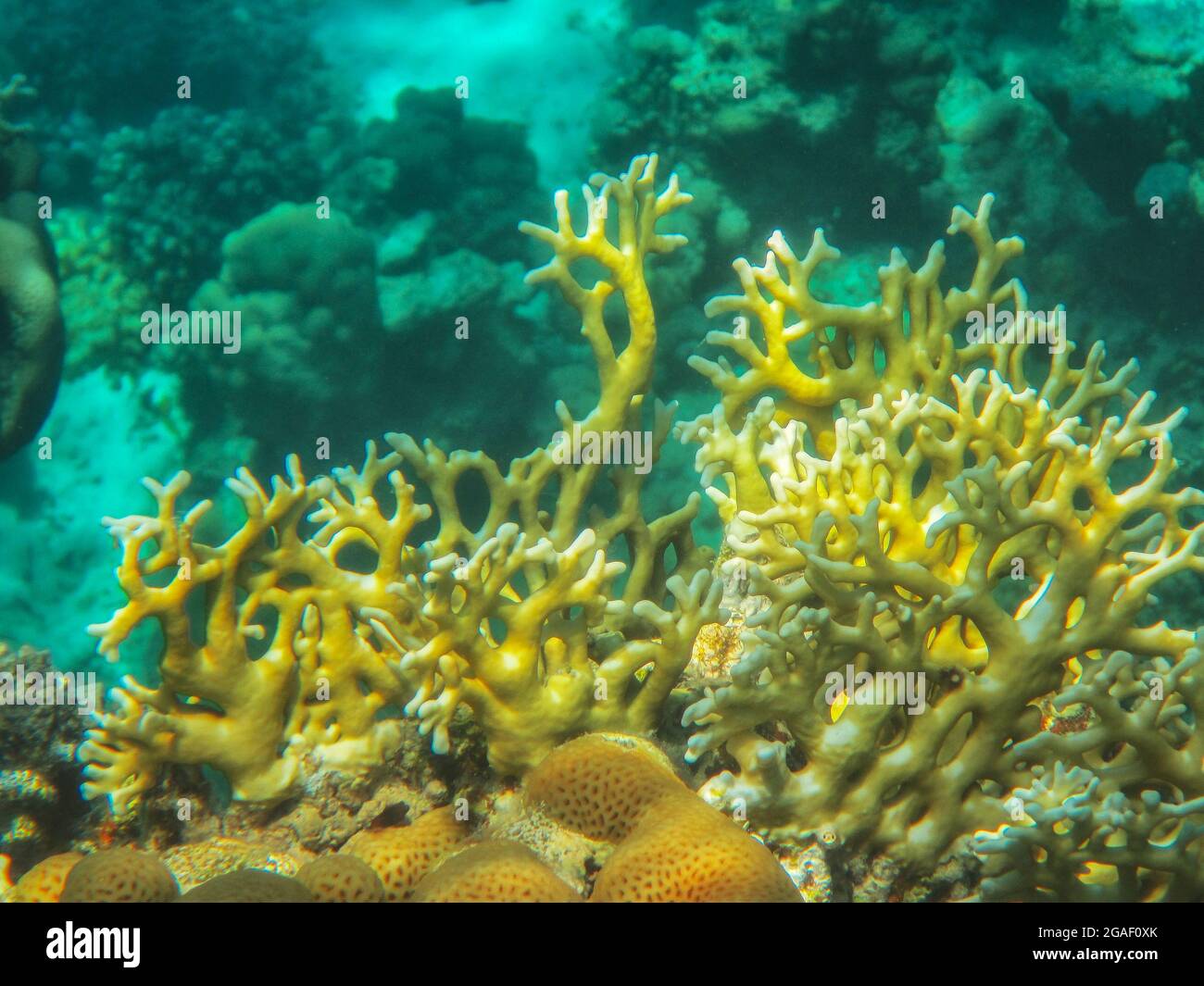 Fotografia subacquea delle barriere coralline del Mar Rosso nel Sinai del Sud Foto Stock