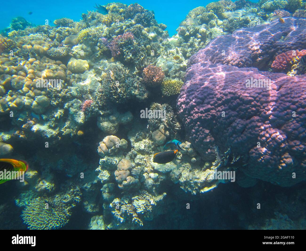 Fotografia subacquea delle barriere coralline del Mar Rosso nel Sinai del Sud Foto Stock