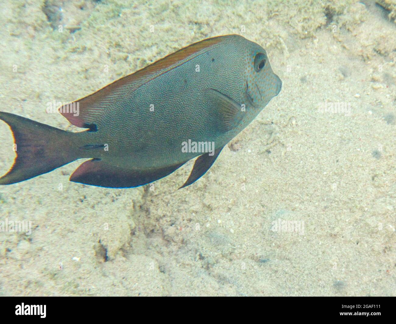 Fotografia subacquea delle barriere coralline del Mar Rosso nel Sinai del Sud Foto Stock