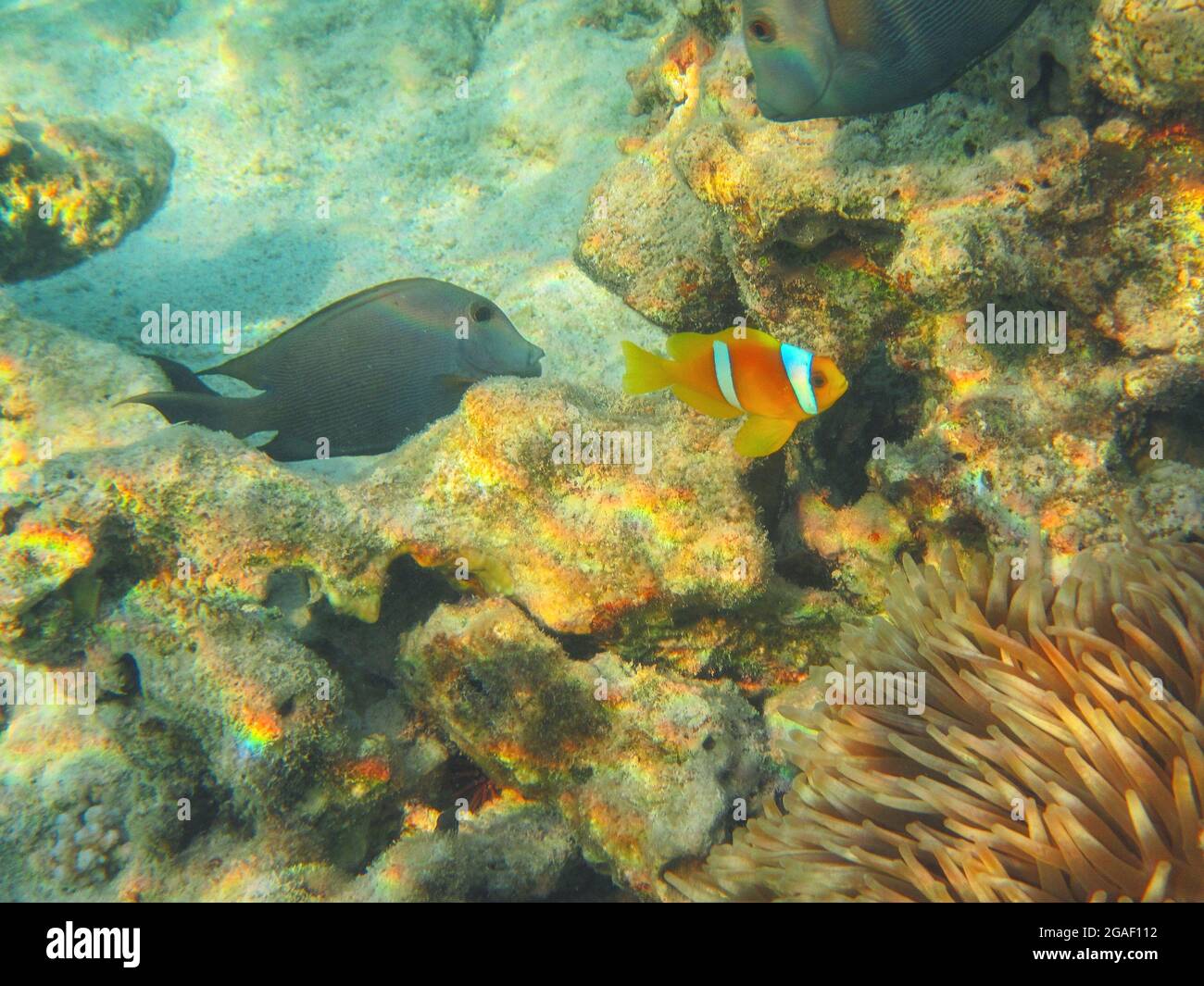 Fotografia subacquea delle barriere coralline del Mar Rosso nel Sinai del Sud Foto Stock