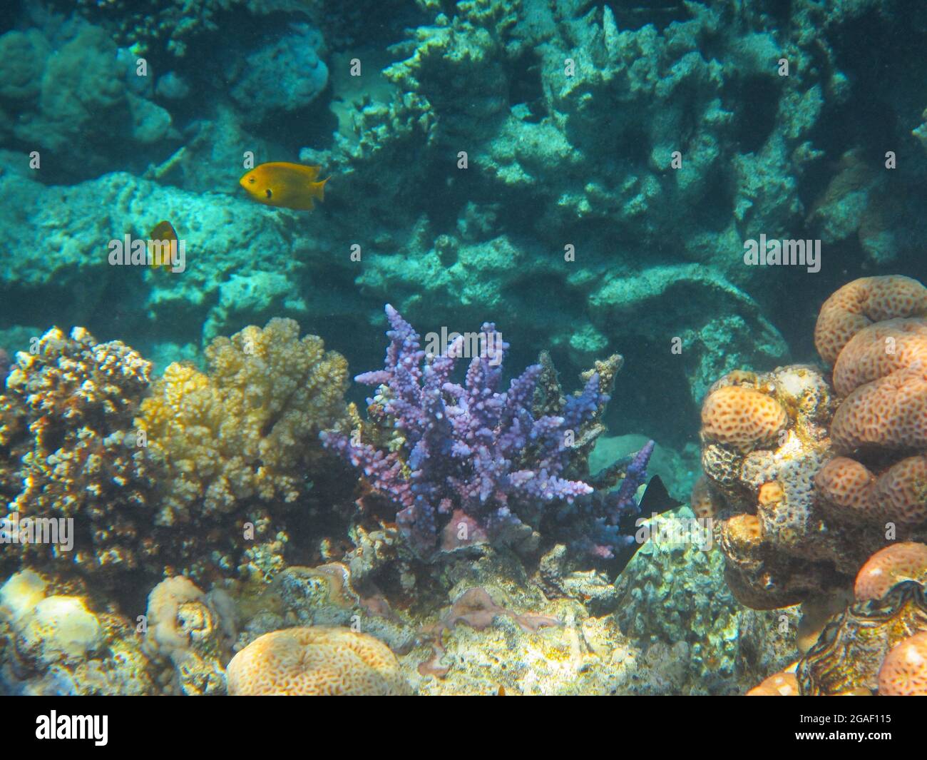 Fotografia subacquea delle barriere coralline del Mar Rosso nel Sinai del Sud Foto Stock