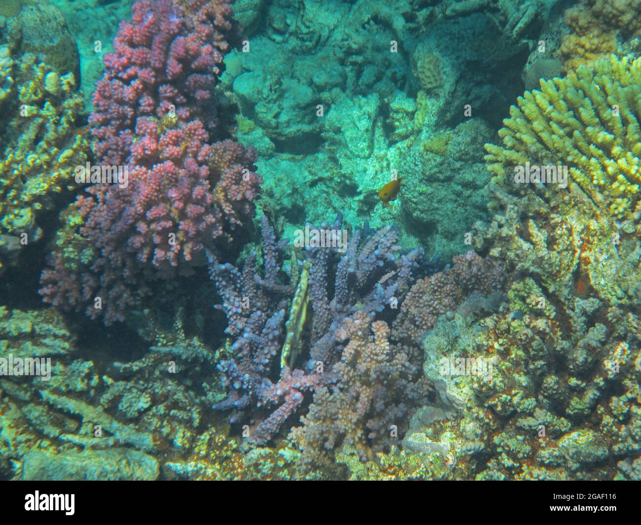 Fotografia subacquea delle barriere coralline del Mar Rosso nel Sinai del Sud Foto Stock