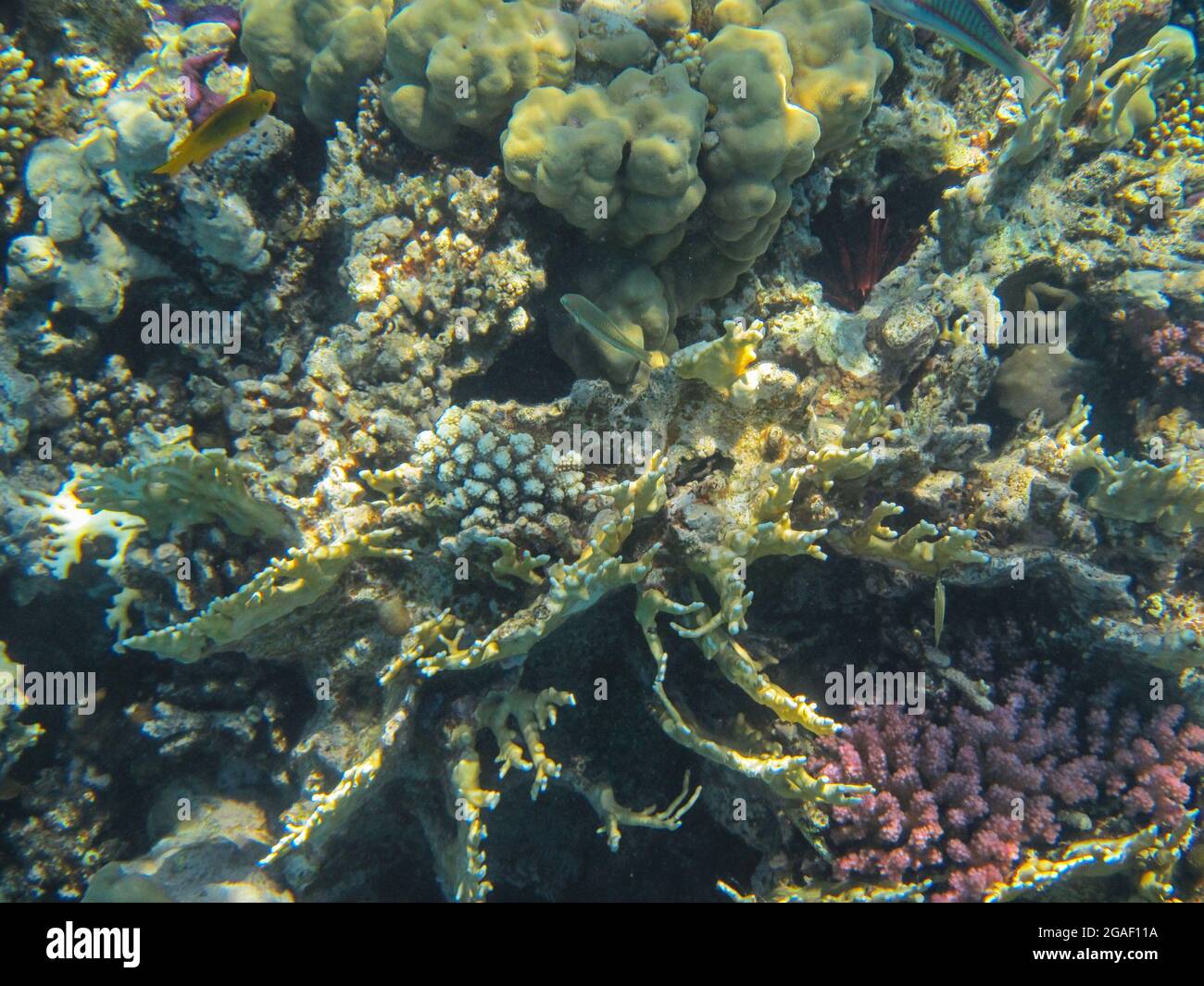 Fotografia subacquea delle barriere coralline del Mar Rosso nel Sinai del Sud Foto Stock