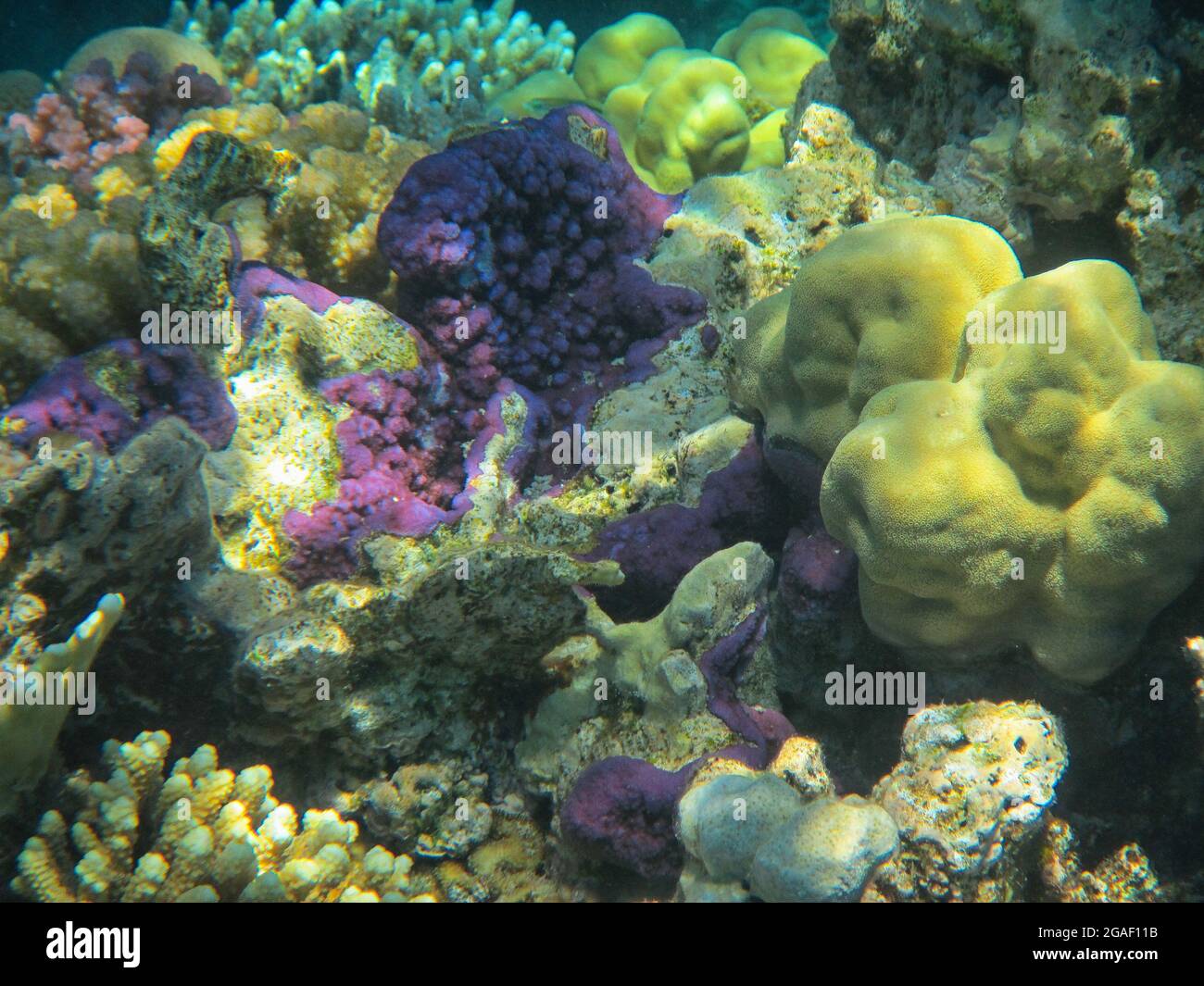 Fotografia subacquea delle barriere coralline del Mar Rosso nel Sinai del Sud Foto Stock